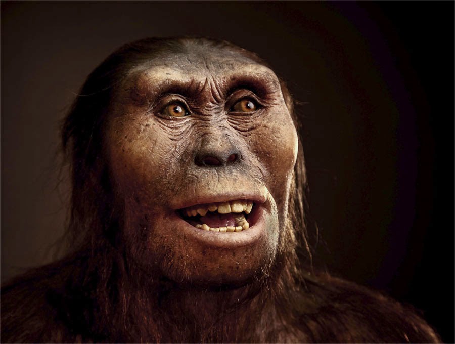 Los Australopithecus Tambi N Ten An Brucelosis Microbioblog